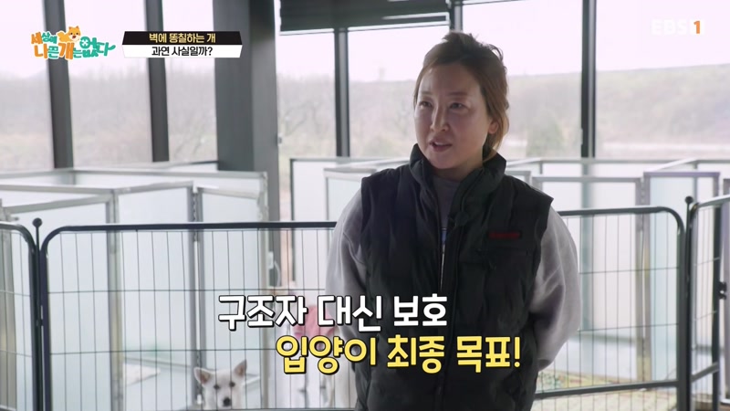 벽에 똥칠하는 개 vs 화장실에서 사는 개